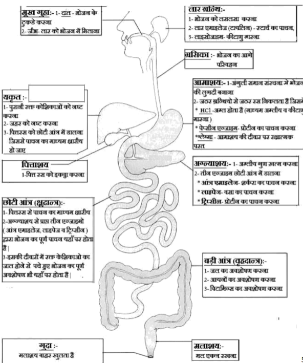  Human Digestive System Hindi