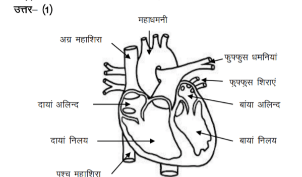 Human Heart Hindi 