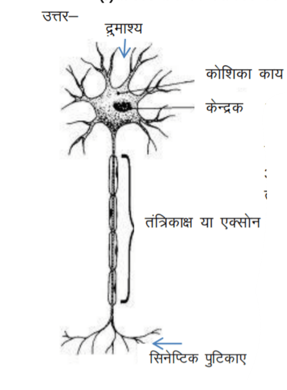 Nerve cell Hindi 