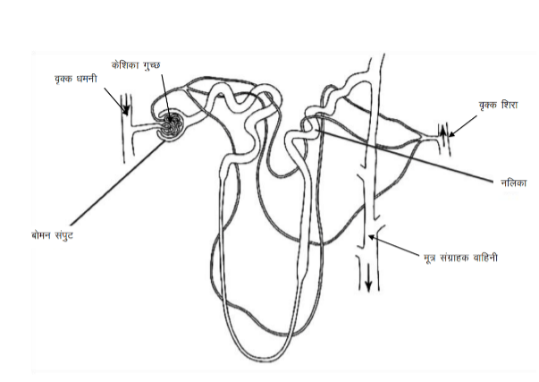 Human Nephrones Hindi