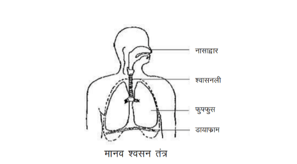  Human Respiratory System Hindi